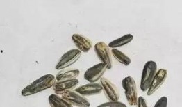 热门大瓜子,零食界的明星产品